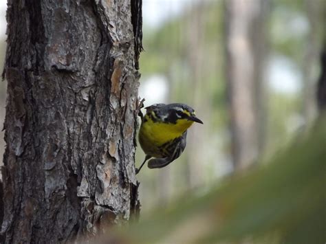 The Last Days of the Bahama Nuthatch - Atlas Obscura