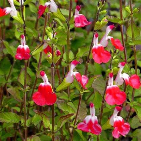 Salvia Hot Lips, Hot Lips Sage | High Country Gardens