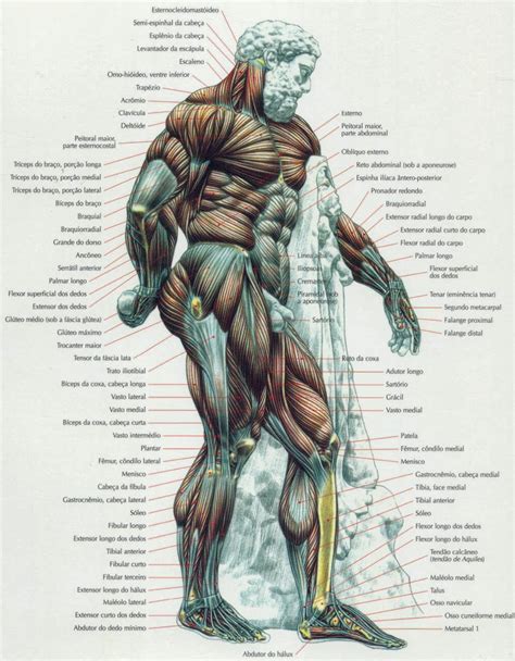 Desenho De Músculos Do Corpo Humano - MODISEDU