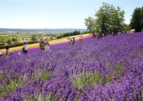 Hokkaido Lavender Fields: 6 Best Places in Furano to See Japan's Dreamiest Purple Meadows | LIVE ...