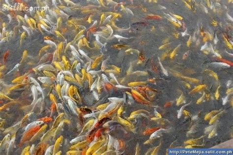 koi fish breeding : Biological Science Picture Directory – Pulpbits.net