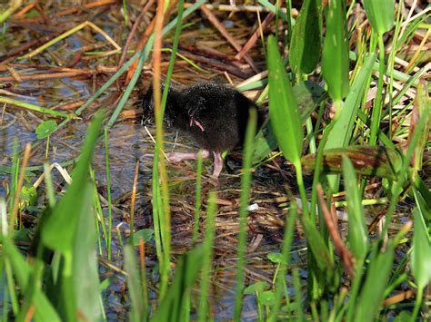 Baby Purple Swamphen Eating Photograph by Jill Nightingale | Pixels