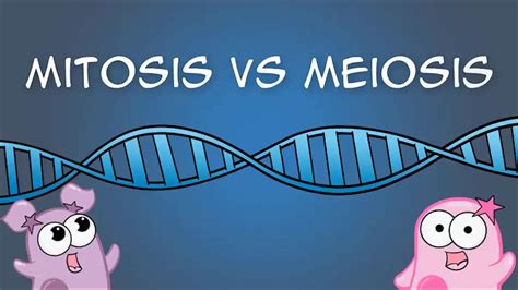 The Amoeba Sisters: Mitosis vs Meiosis