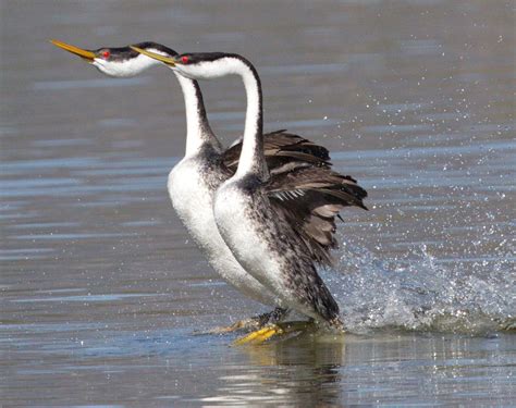 Western Grebe | San Diego Bird Spot