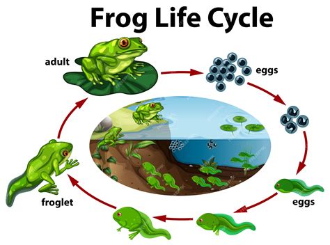 Wood Frog Life Cycle