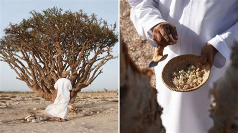 Frankincense: I uncovered the story behind the traditional Christmas ...