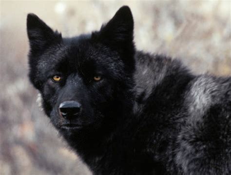 The Once Florida Black Wolf of the Indian River Lagoon | Jacqui Thurlow-Lippisch