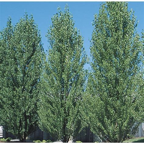 How To Prepare Soil For Hybrid Poplar Trees – SC Garden Guru