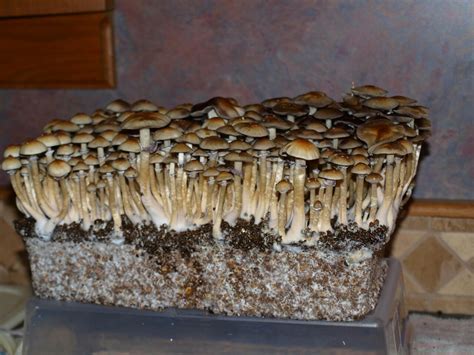 🍄 DRUGS 🍄 — Another Golden Teacher Psilocybe Cubensis. 🍄