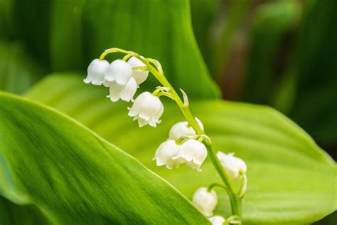 Lily Of The Valley: Make Sure To Introduce This Plant Correctly Before Growing | Horticulture ...