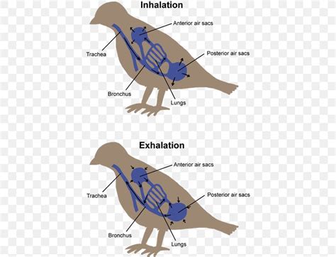 Bird Respiration Respiratory System Vertebrate Breathing, PNG, 400x627px, Bird, Anatomy, Animal ...