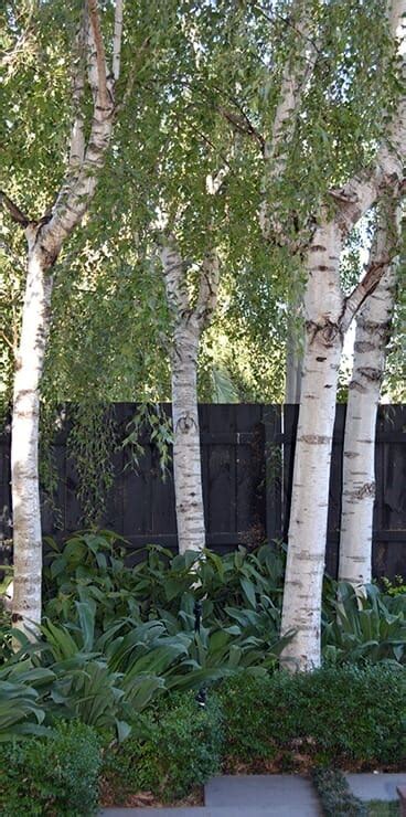 White Birch 'Moss White' - Hello Hello Plants & Garden Supplies