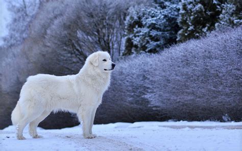 Chien Fond d'écran HD | Arrière-Plan | 1920x1200 | ID:593079 - Wallpaper Abyss