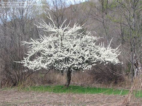 PlantFiles Pictures: Prunus, Japanese Plum 'Santa Rosa' (Prunus salicina) by PinetopPlanter