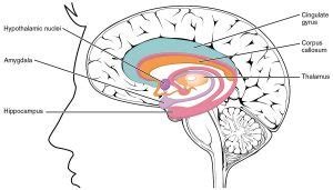 3.2 Effects of childhood trauma on brain development – Trauma Informed Behaviour Support: A ...