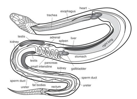 Respiratory Conditions in Reptiles in 2022 | Reptiles, Snake, Reptiles facts