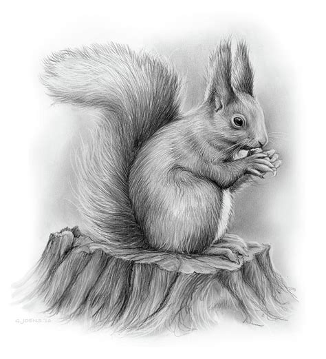 Squirrel Drawing by Greg Joens - Fine Art America