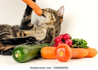 3,846 Cat eat vegetable Stock Photos, Images & Photography | Shutterstock