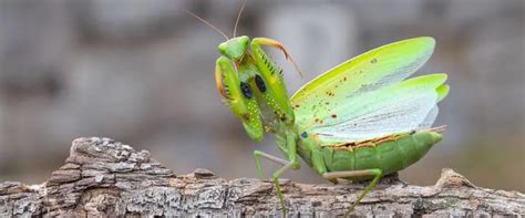 Can A Praying Mantis Fly? A Closer Look At Their Wings | Keeping Bugs