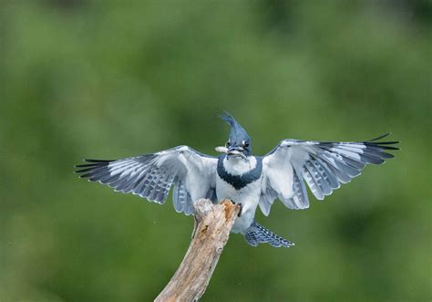 Belted Kingfisher | Audubon Field Guide