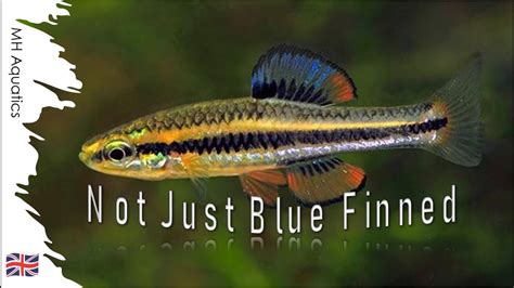 Bluefin Killifish | A Fish Using Colour to Send Messages - YouTube