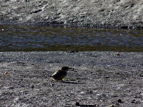 Kotare - New Zealand Kingfisher with Pipi (cockle) | BirdForum