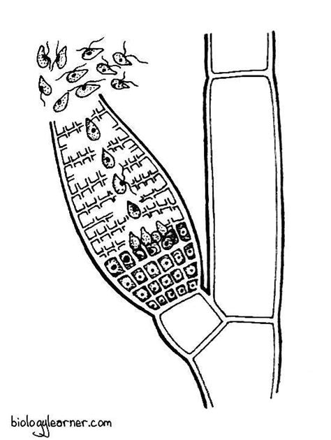 Ectocarpus: Features, Occurrence, Structure, Reproduction