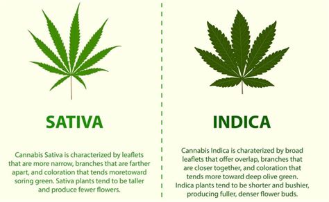 The Difference Between Indica and Sativa Cannabis Strains