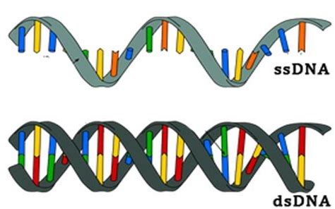 Difference between ssDNA vs dsDNA (Table) | easybiologyclass