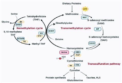 Homocysteine