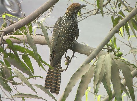 Female Koel - India Travel Forum | IndiaMike.com