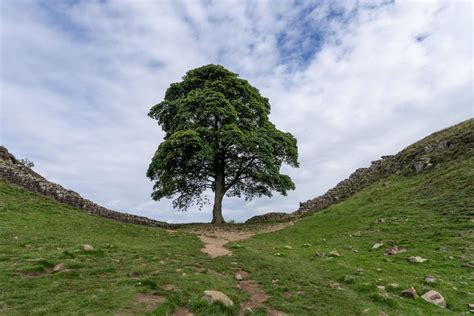 Who cut down the Sycamore Gap tree? Everything we know