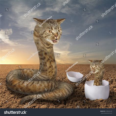 2,566 Cat Cobra Images, Stock Photos & Vectors | Shutterstock