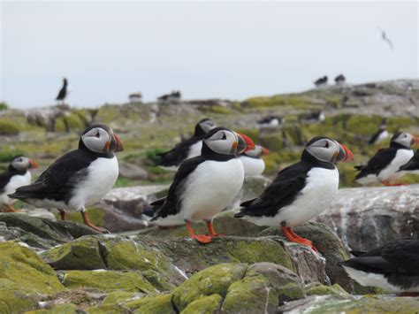 Farne Islands Bird & Seal Watching | How Beautiful Life Is