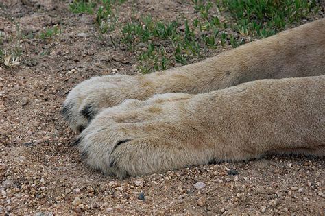 Lion paws | Flickr - Photo Sharing!