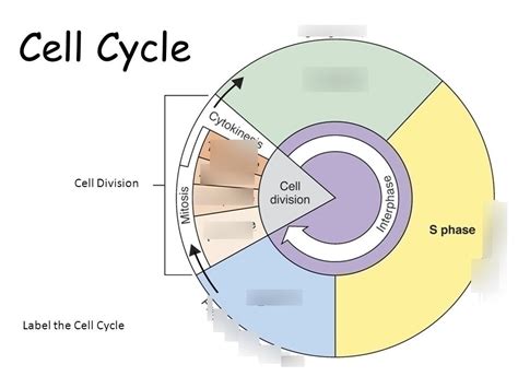 Cancer and the cell cycle Diagram | Quizlet