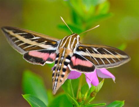 White-lined Sphinx Hummingbird Moth | Hummingbird moth, Moth, Hawk moth