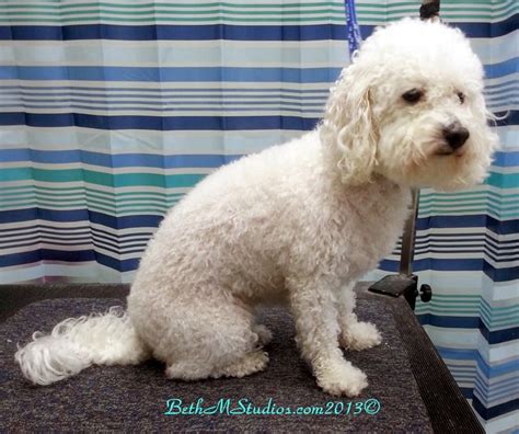 55 best Poodles & Bichon Grooming Before & After images on Pinterest | Cockapoo, Dog spa and Poodle