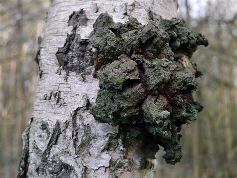 Health Benefits Of The Chaga Mushroom - Organic Palace Queen