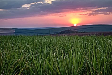 Sugar Cane Field At Sunset In Sao Paulo, Brazil Stock Photo - Image of ...