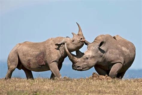 Pin on orrszarvú | Animals wild, Rhino animal, Wild animals photography