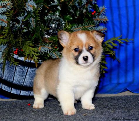 Britney - Welsh Corgi Mix Puppy For Sale in Pennsylvania