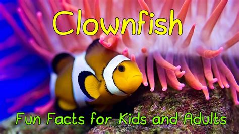 Sea Anemone And Clownfish Facts