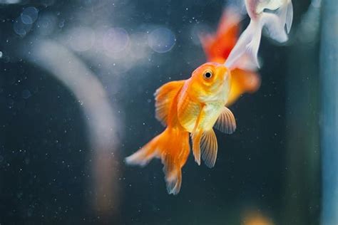 The Ultimate Oranda Goldfish Care Guide: Everything You Need To Know - The Pet Staff