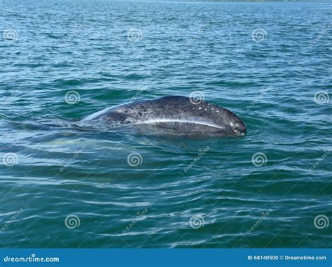 Gray whale baby stock photo. Image of magdalena, surface - 68140500