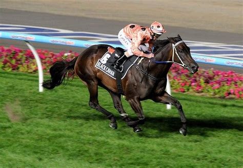 Latest Horse Racing Results & News | Form Guide & Betting Odds | Black caviar, Black, Caviar