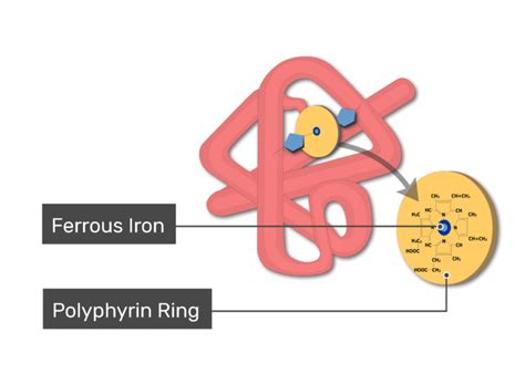 Myoglobin: definition, structure and function | GetBodySmart