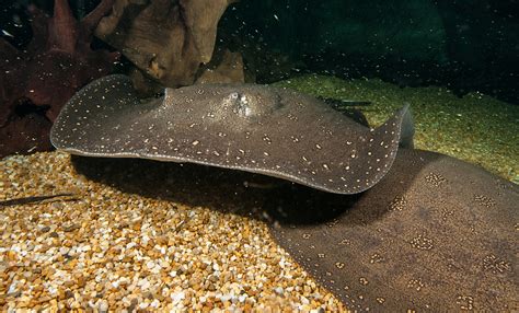 Freshwater stingray | Smithsonian's National Zoo