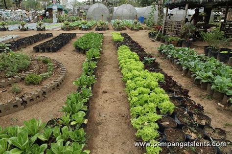 Assorted Organic Lettuce Farming with Green Houses in Background in Quezon Memorial Circle.