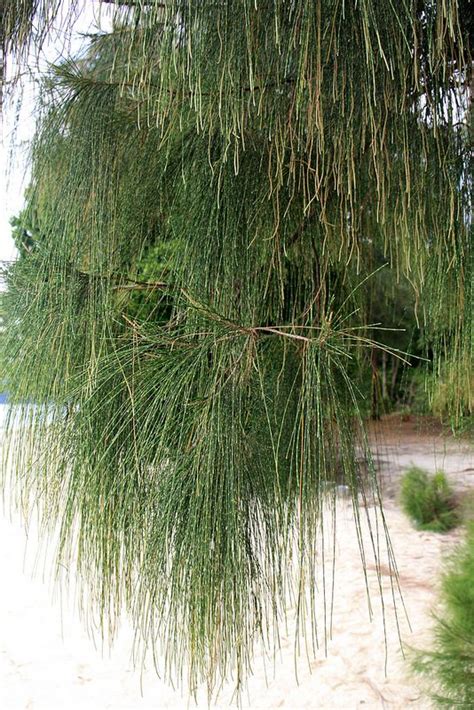 Casuarina equisetifolia L. | Coastal gardens, Landscape trees, Queenslander renovation